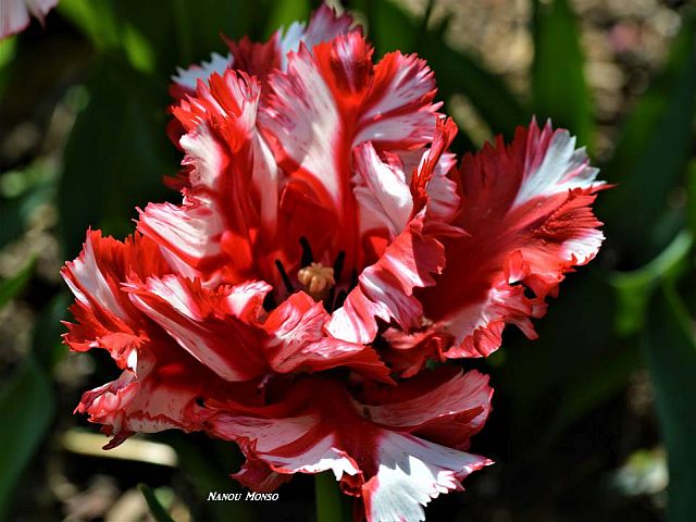 La tulipe perroquet rouge et blanche..