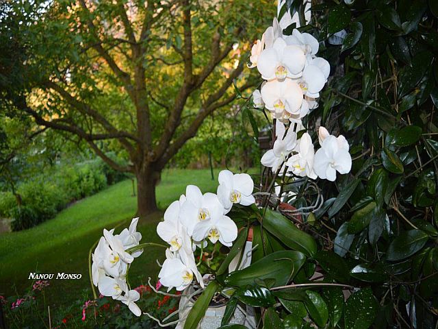  la fin du jour la vranda s'ouvre sur le jardin, les orchides profitent de la fraicheur..