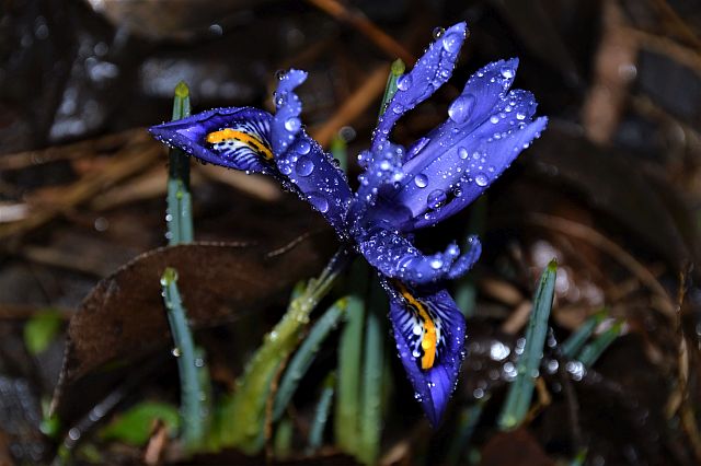 Un trsor au cœur de l'hiver, ce petit iris couvert de perles d'eau..