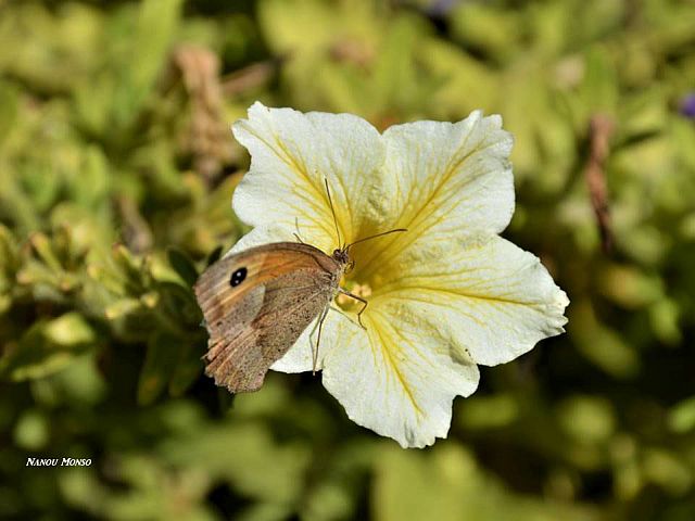 Papillon d'automne, une fleur qui s'envole au 1er vent de septembre..